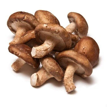 Mushroom Shitake