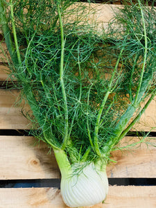 Fennel / Anise