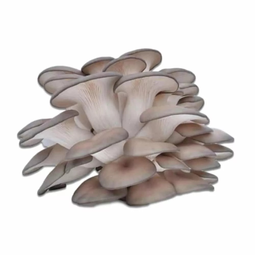 Mushroom  Oyster