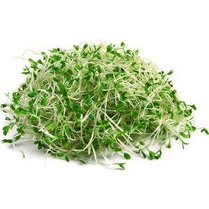Alfalfa Sprouts 12 x 3.75 oz