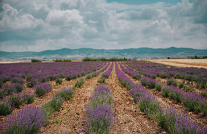 Seven Senses Greek Organic Lavender Tea