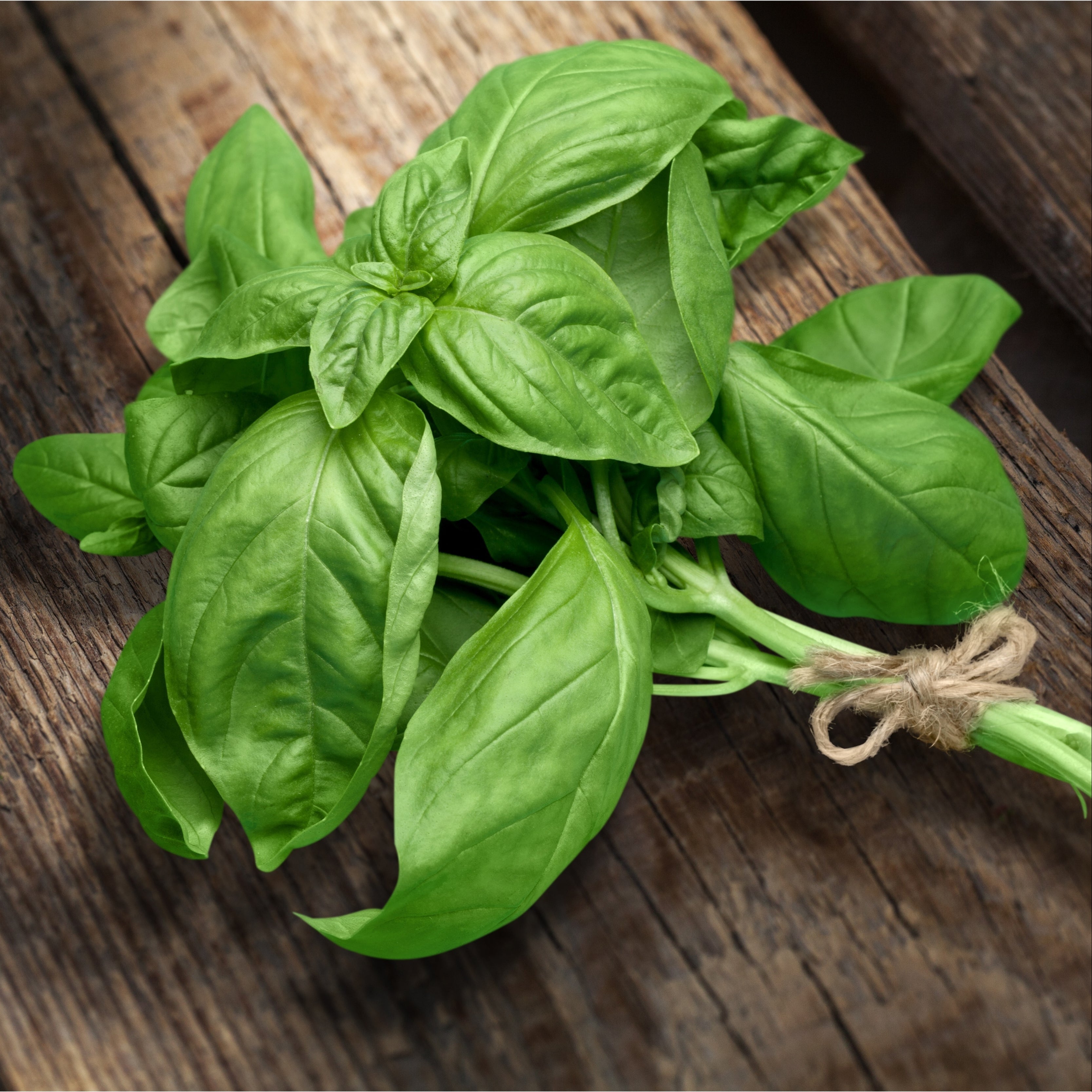 Basil fresh Agourifoods