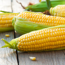 Load image into Gallery viewer, Corn - Yellow
