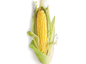 Corn - Yellow