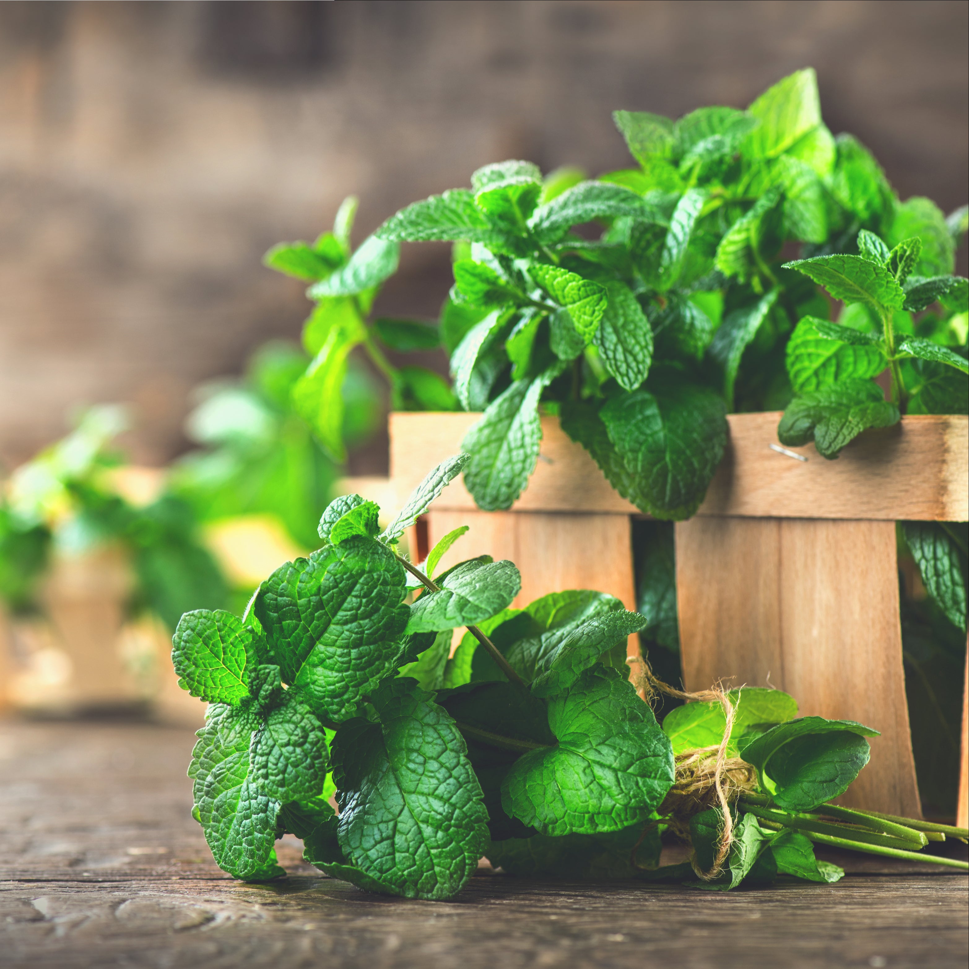  Fresh Mint Leaves (14 oz.) : Grocery & Gourmet Food