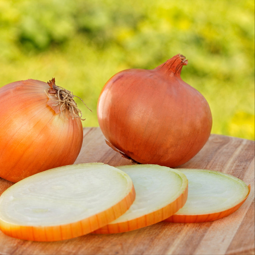 Onion  Spanish